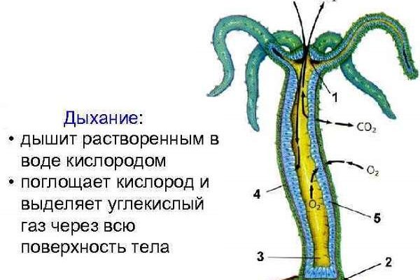 Кракен зеркало ссылка онлайн