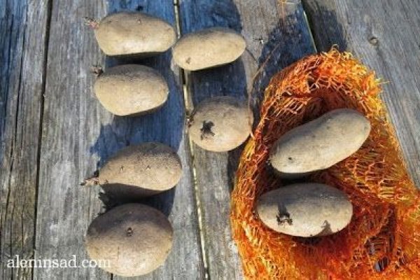 Kraken настоящая ссылка