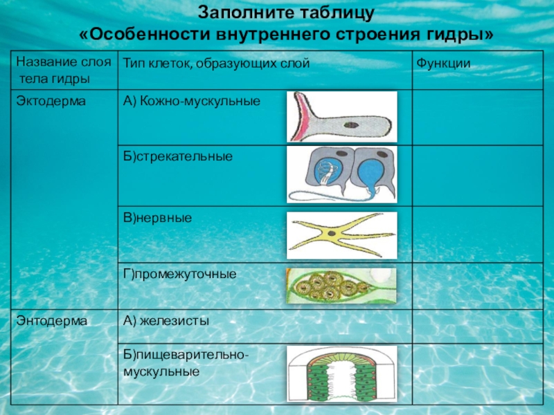 Кракен даркнет krawebes